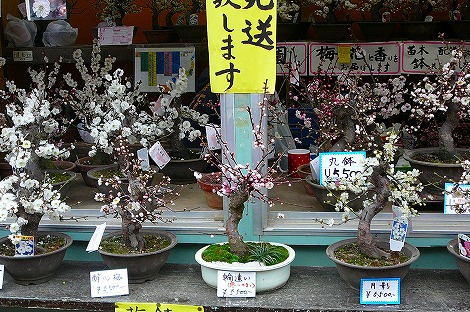 P1090842.jpg
